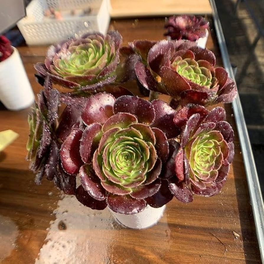 ダークローリー　1カット　中苗　アエオニウム Amazon.co.jp: 農園直売 多肉植物 寄せ植え アエオニウム属